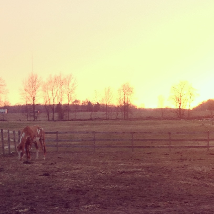 Jewel grazing in the sunset